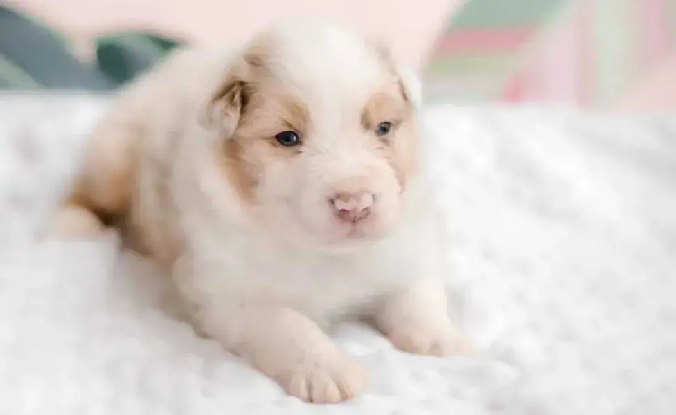 Cachorro recién nacido apenas abriendo los ojos. Foto: Envato/Olga_Ovcharenko