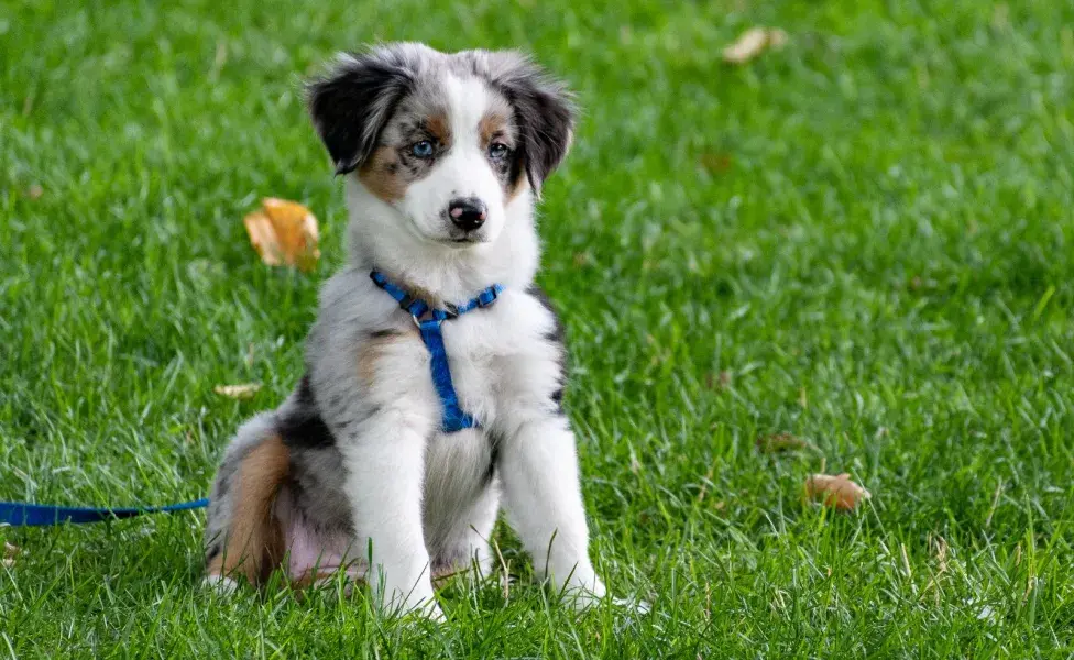 la clave para que un perro suba de peso de forma saludable es enfocarse en alimentos con alto valor nutricional