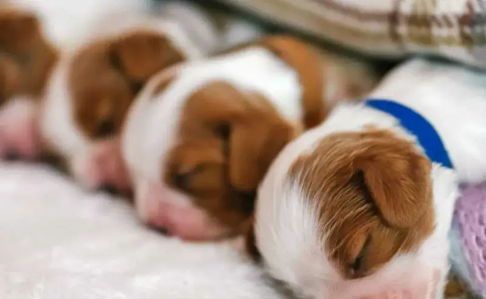 cachorros recién nacidos durmiendo. Foto: Envato/elenakaretnikova2022