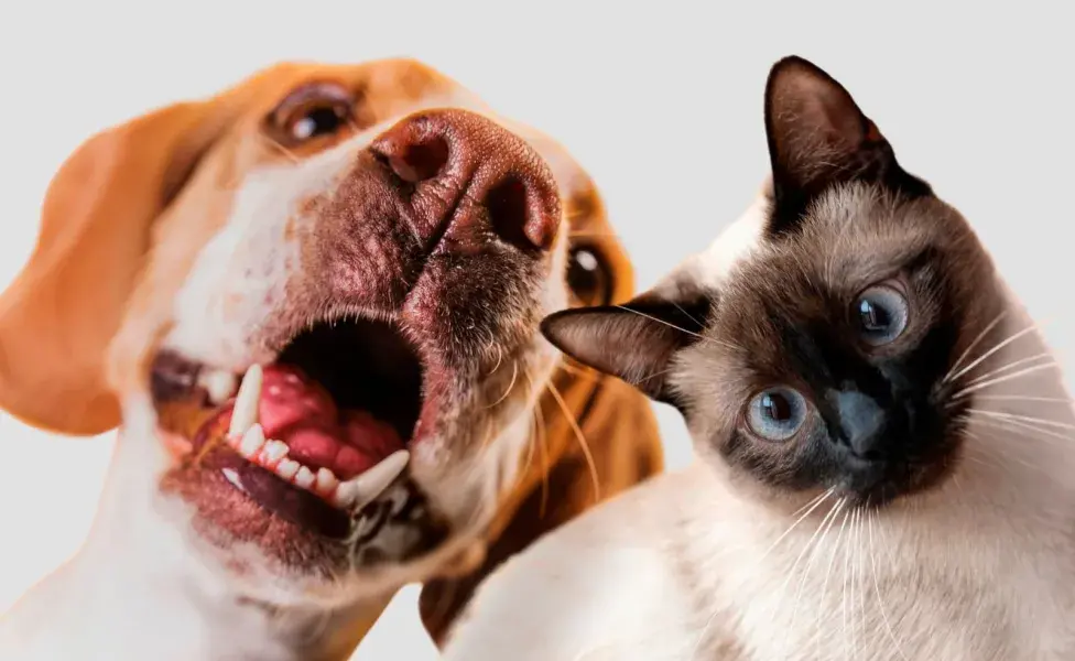 Recuerda que los perros y los gatos no transpiran como nosotros.