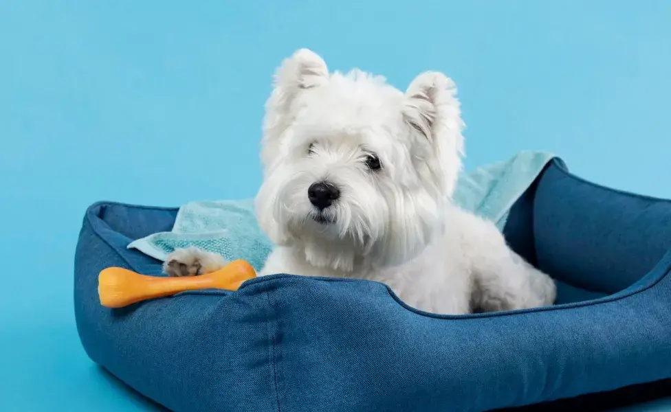 Una cama ortopédica para tu perro le ayudará a mejorar la circulación.