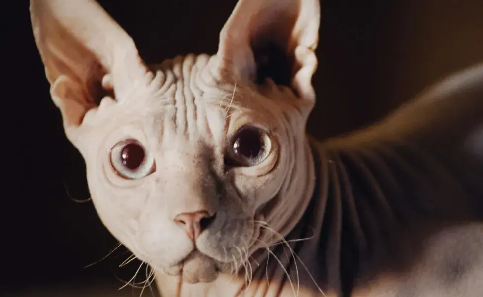 Los gatos esfinge son ideales para tener en familia, pues son cariñosos.