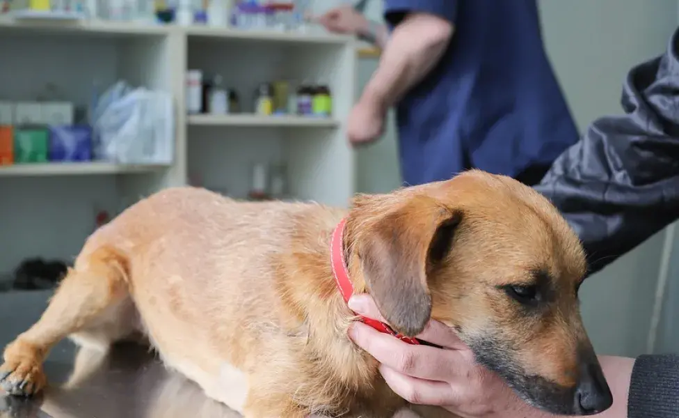 La castración de perros puede prevenir cáncer en los testículos