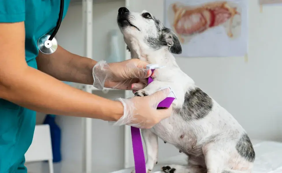 Antes de castrar a tu perro, toma en cuenta su edad y tamaño.