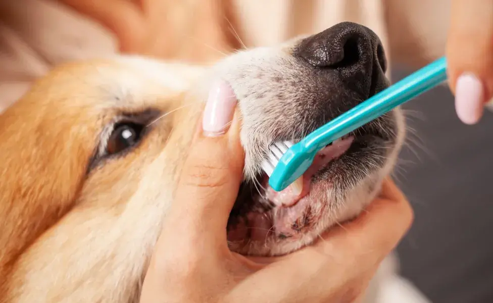 La ausencia de una rutina de limpieza dental permite que las bacterias proliferen.