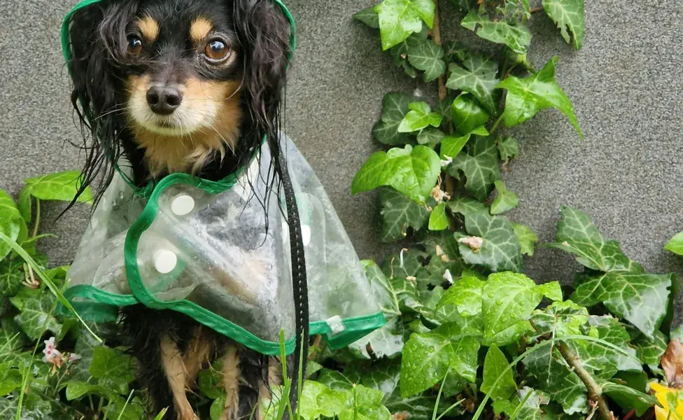 Perro mojado con impermeable. Foto:Pexels/Natalie Minich