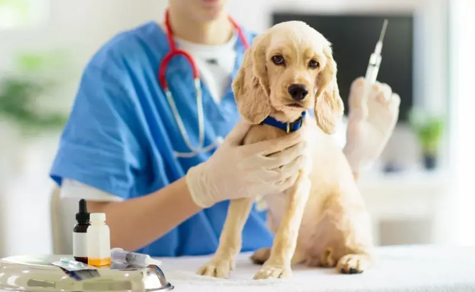 Cinomosis canina