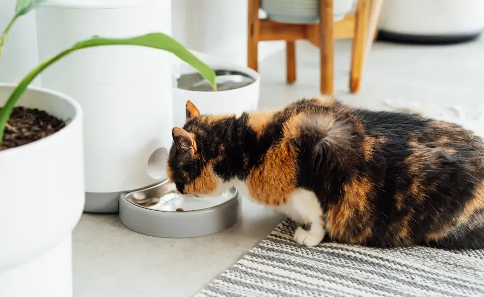 Fuente de agua para gatos