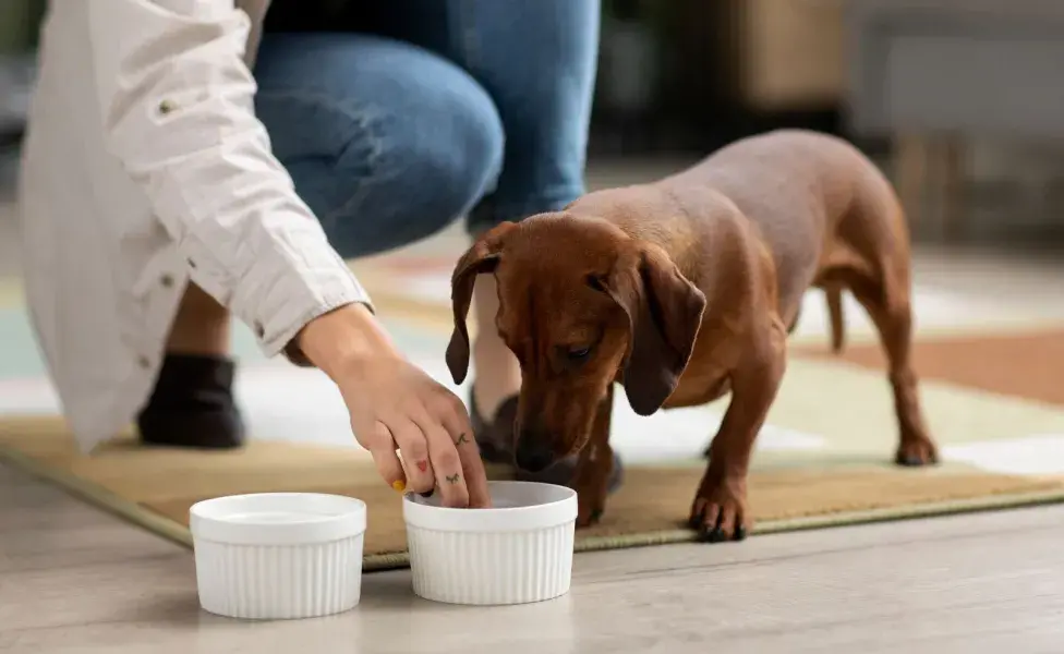 Los perros pequeños queman energía más rápido.