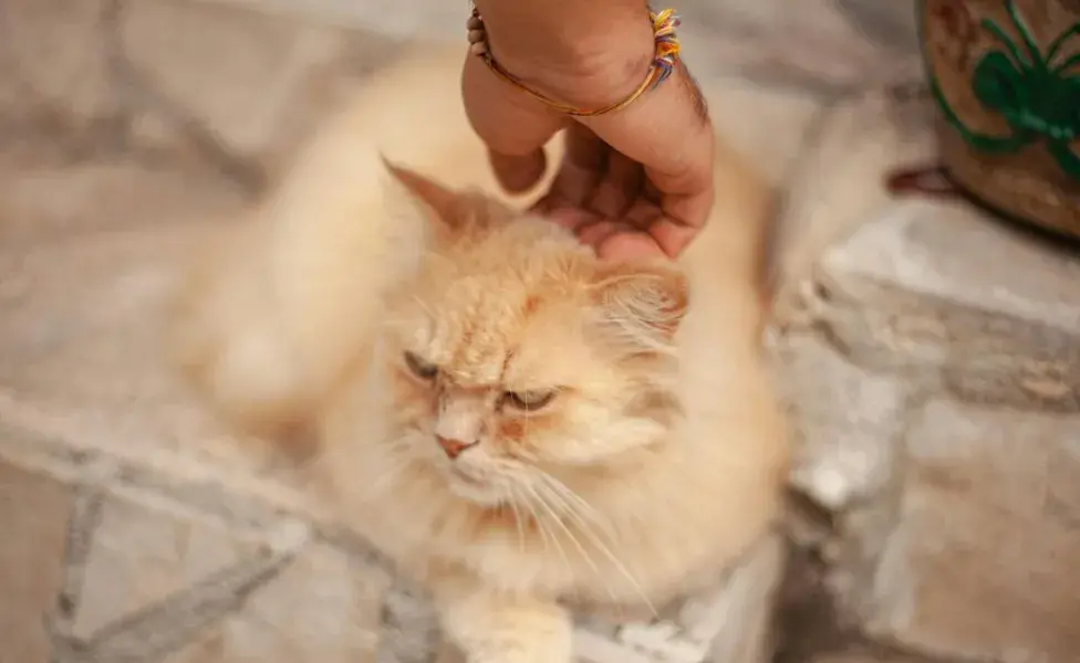 aplicar regraEsta es la forma correcta de acercarse a un gato, según los expertos como_acercarte_a_un_gato