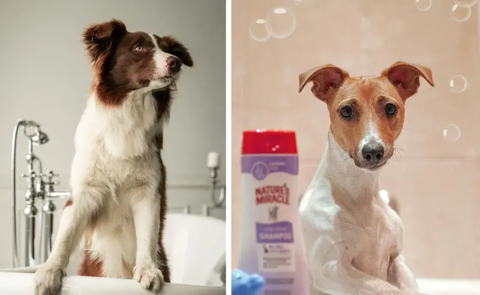 Nunca uses champú para humanos en tu perro, pues el ph es diferente.
