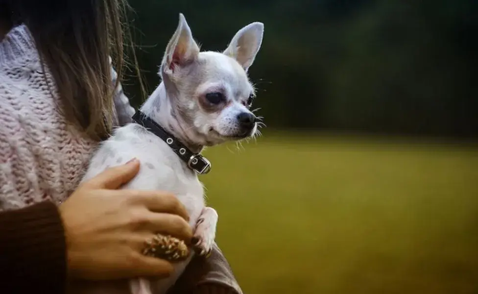 aplicar regraEsta es la manera en la que NO debes cargar a tu perro, podrías lastimarlo gravemente como_cargar_a_un_perro