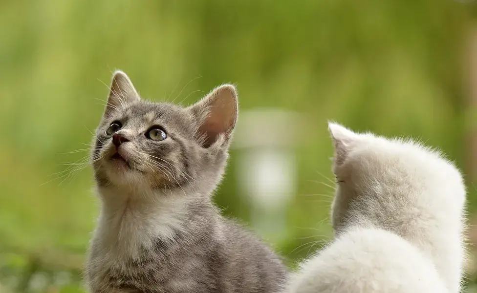 Los gatos entienden bien la comunicación verbal aunque no lo parezca 