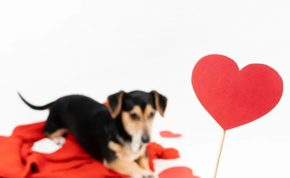 Un álbum de foto puede ser un gran regalo para recordar a tu perro.