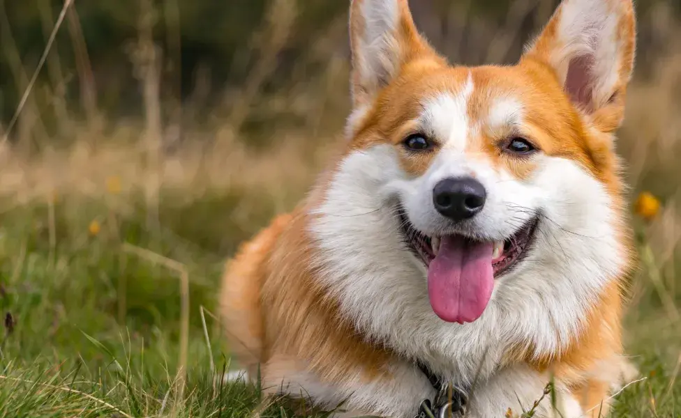 El video muestra al perrito disfrutando de su merienda con tal entusiasmo