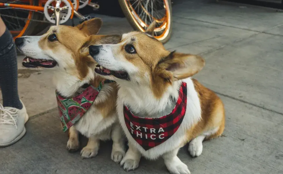 Los perros tienen más neuronas que los gatos.