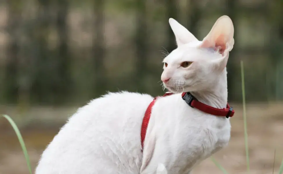 aplicar regraLas 8 razas de gatos más juguetonas que puedes adoptar cornish%20rex