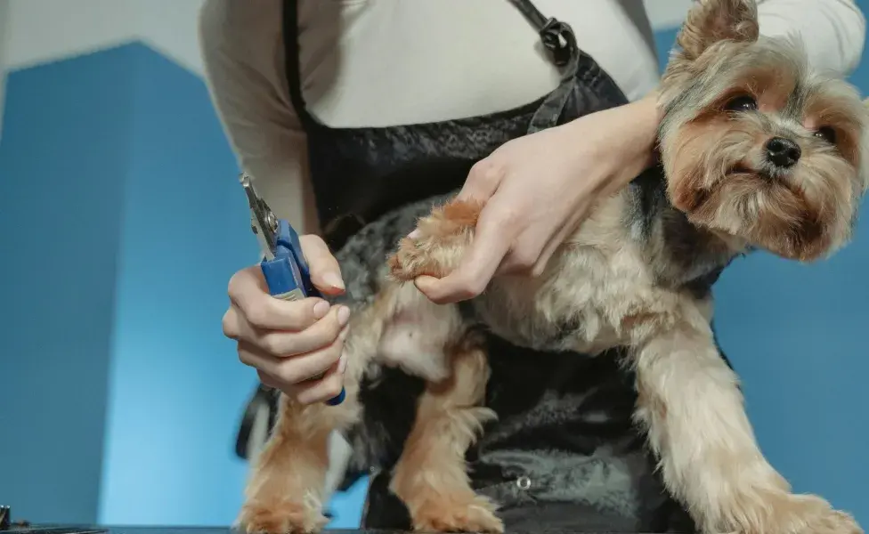 Al cortarle las uñas a tu perro, evita el 'quick' para no lastimarlo.