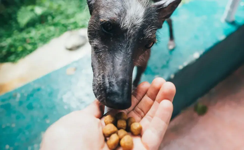 Unas croquetas en mal estado puede ocasionar problemas médicos en tu perro.