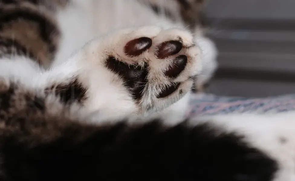 Debes cuidar las almohadillas de tu gato del calor y sequedad.