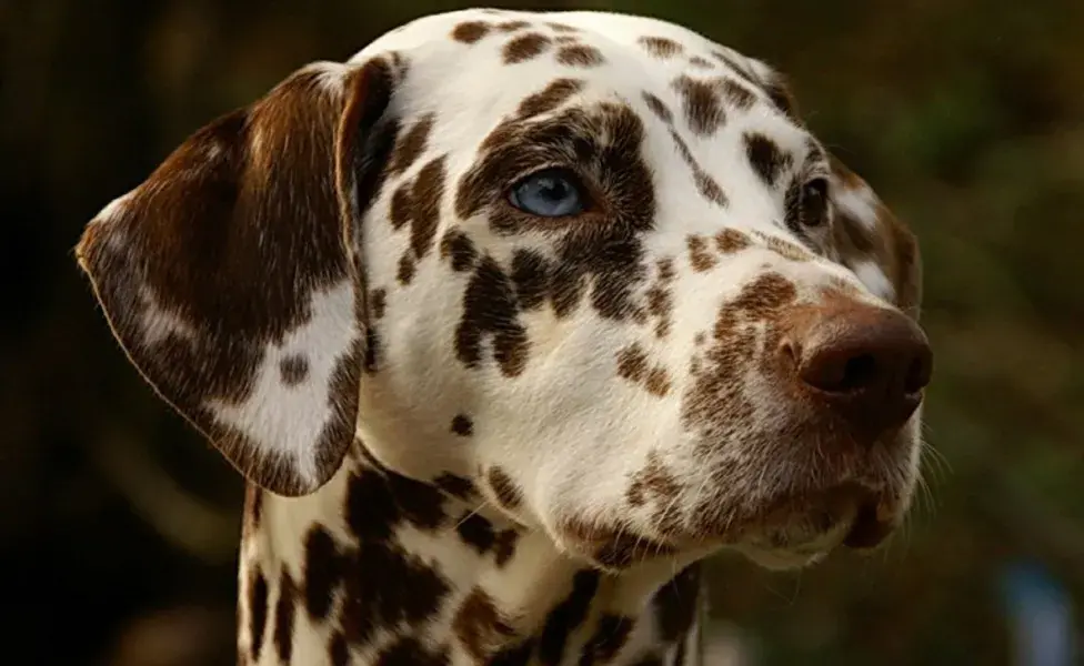aplicar regraCuriosidades de los perros Dálmata que tal vez no conoces dalmatian_dog_head_pet_canine_breed_animal_mammal-1087071