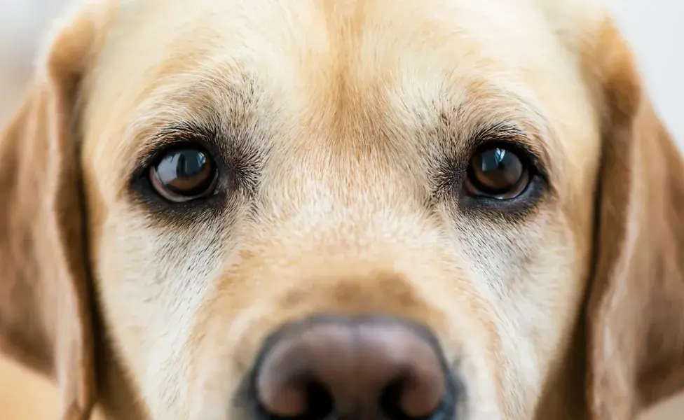 Los perros ven el mundo en combinaciones de azul y amarillo. Foto: Envato/iloli