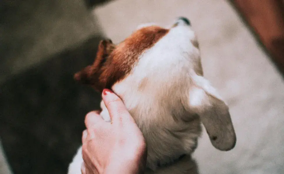 Aunque acariciar la cabeza es un acto de amor para los humanos, los perros se estresan.