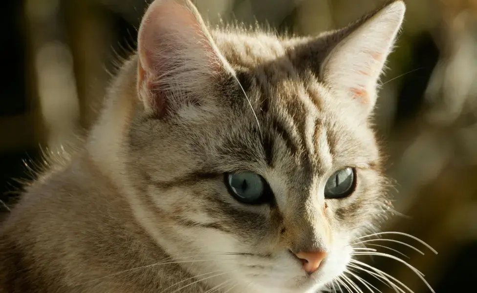 Mucha gente cree que los gatos no tienen ombligo, pues está muy escondido.