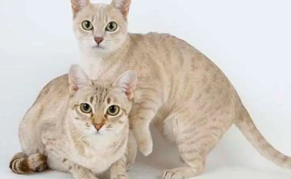 aplicar regraEste tipo de gato solo es admitido en Reino Unido y Australia dos-gatos-mist