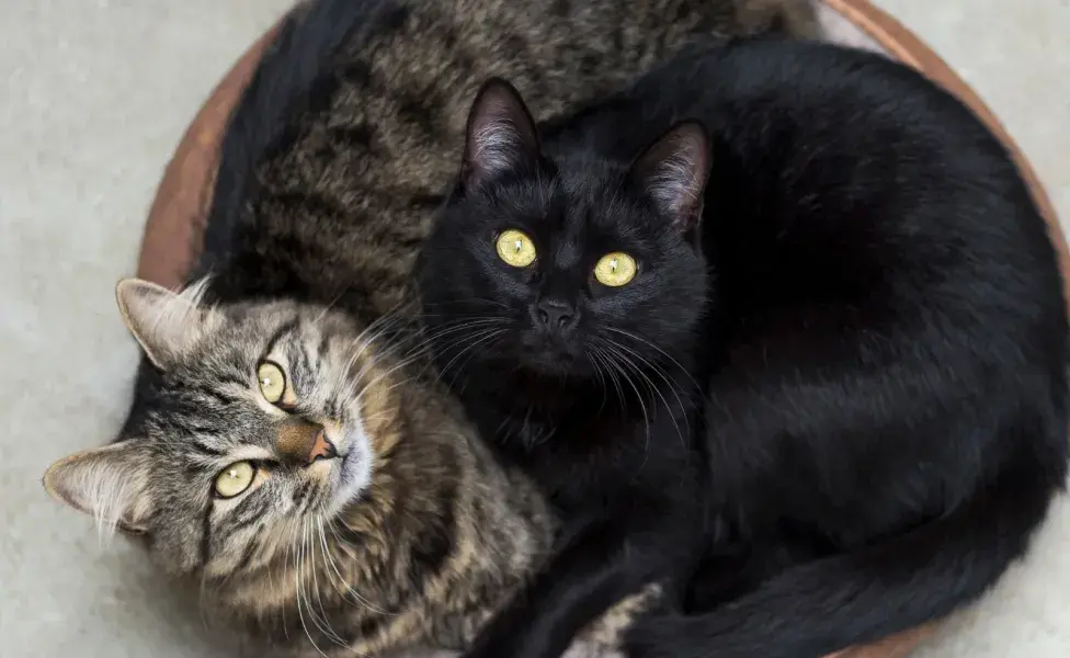 Si vas a adoptar a otro gato, trata de que sea un gato tranquilo con otro, de lo contrario, las cosas se pueden salir de control.