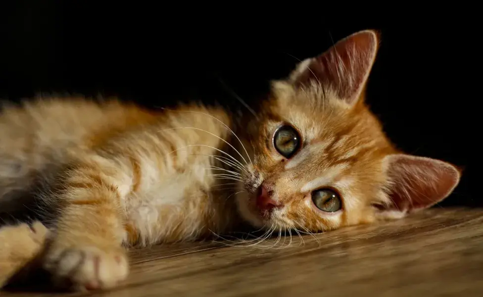 El estrés en gatos puede provocarle enfermedades