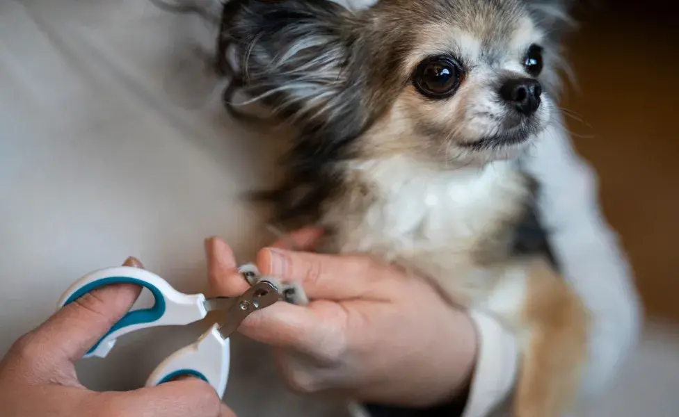 Dale premios a tu perro cuando le cortas las uñas, así dejará de tener miedo.