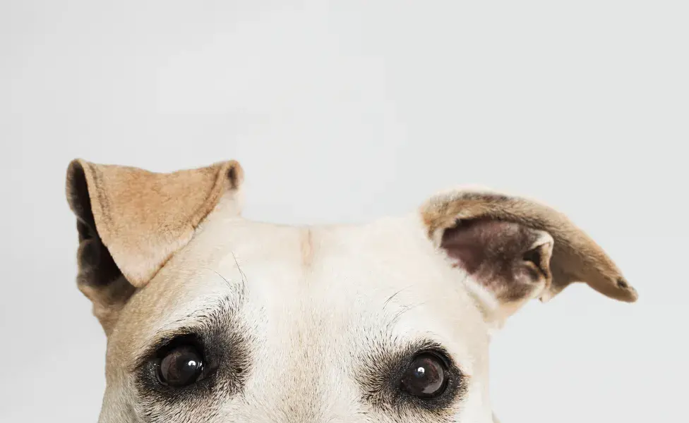 Los perros pitbull son unos de los perros más estigmatizados dentro del cuidado canino, y es que los pitbulls forman parte de las razas concebidas como agresivas o de pelea, en parte gracias a las riñas entre perros de razas similares, y esto es gracias a su musculatura, peso, altura y las famosas orejas puntiagudas.   ¿Será verdad que los pitbulls son perros agresivos? Es todo lo contrario, debido a que se ha demostrado que al implementar una socialización temprana positiva eventualmente se observan rasgos dóciles, protectores y muy amigables. Sin embargo, estos populares cortes de orejas en los pitbull y la forma en la que se les educa o entrena a esta y otras razas, nos han dejado creer en estas preconcepciones equivocadas e incluso normalizar ciertas prácticas como estas mutilaciones de orejas.  ¿Alguna vez en la vida has tenido la experiencia de ver a alguien que se aleja de ciertos perros porque se ven bravos o incluso tú mismo lo has hecho? Y es que es increíblemente frecuente la cantidad de veces juzgamos a ciertos perritos por cómo se ven de imponentes, rudos e incluso agresivos, sin siquiera pensar que solo forman parte de sus características físicas innatas o impuestas.  ¿Los cortes de orejas en Pitbull tienen algún beneficio?  Cuando crecemos nos damos cuenta de que hay rasgos en los perritos que no son como suponíamos; en el mundo canino las colas y las orejas pueden engañarte y hacerte ver a un perro más rudo de lo que es como pasa en los perros pitbull con colas diminutas y orejas puntiagudas que imponen, ¿pero estos rasgos impuestos tienen algún beneficio o por qué se hace?  El motivo principal por el cual se les cortan las orejas a los perros pitbull y dóberman, es para que no tengan un punto débil en las peleas de perros; esto quiere decir que no hay un motivo clínico para hacerlo, al contrario, no se reflexiona en las implicaciones que podrían tener eventualmente o siquiera en la importancia de tener completas las partes de su cuerpo. Para los perros, las orejas ayudan a regular la temperatura 