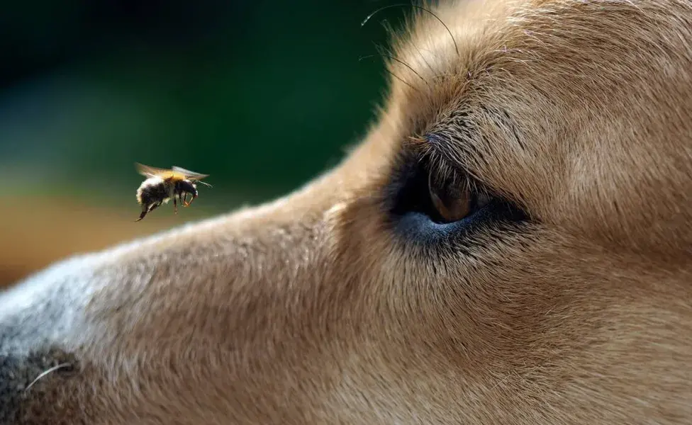 Perros picados por abejas ¿qué se debe hacer? 