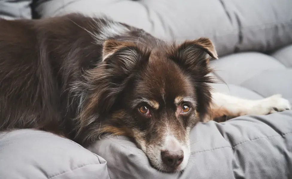 La fiebre en perros indica que algo no está bien