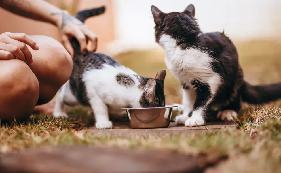 Premia a tu gato cuando juegue de manera adecuada