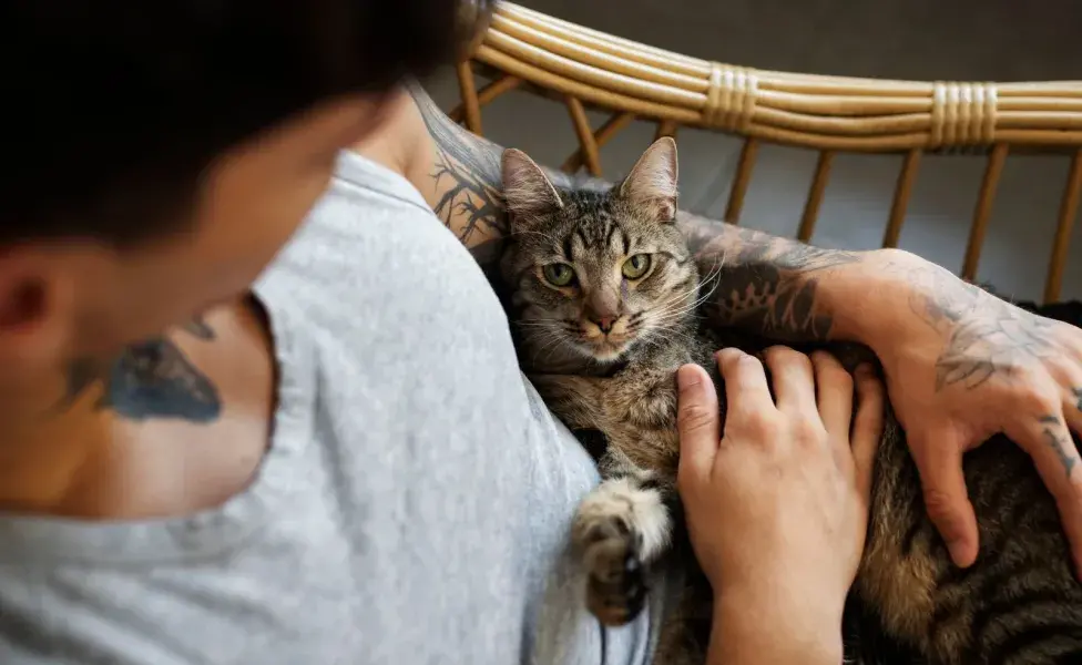 Adoptar un gato adulto puede ser mejor si buscas una mascota tranquila.