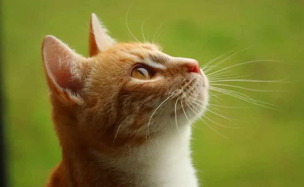 Las vibrisas son tan sensibles que incluso pueden influir en el estado de ánimo del gato.