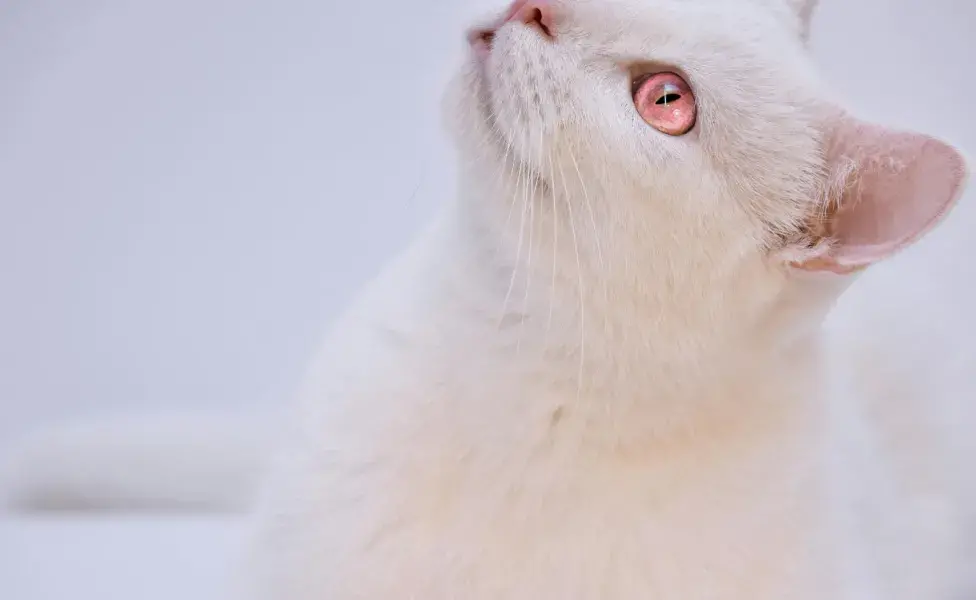 Solo se han registrado tres casos de gatos de cristal.