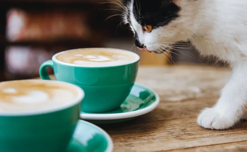 Estos productos contienen teobromina y cafeína, sustancias que pueden provocar vómitos.