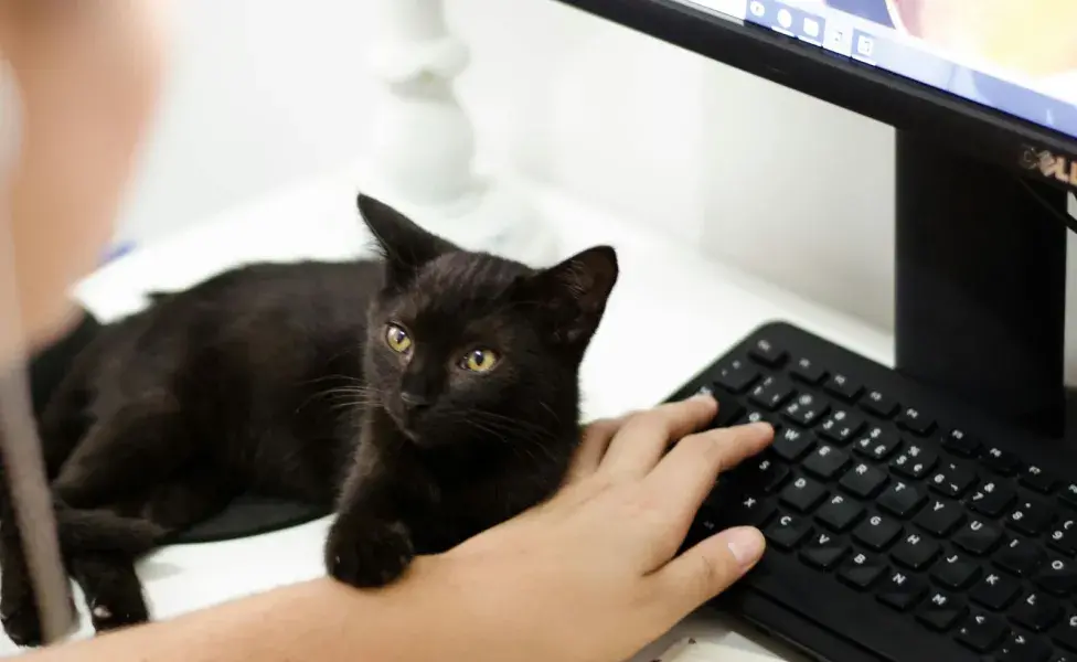 Los gatos buscan el calor en aparatos electrónicos.