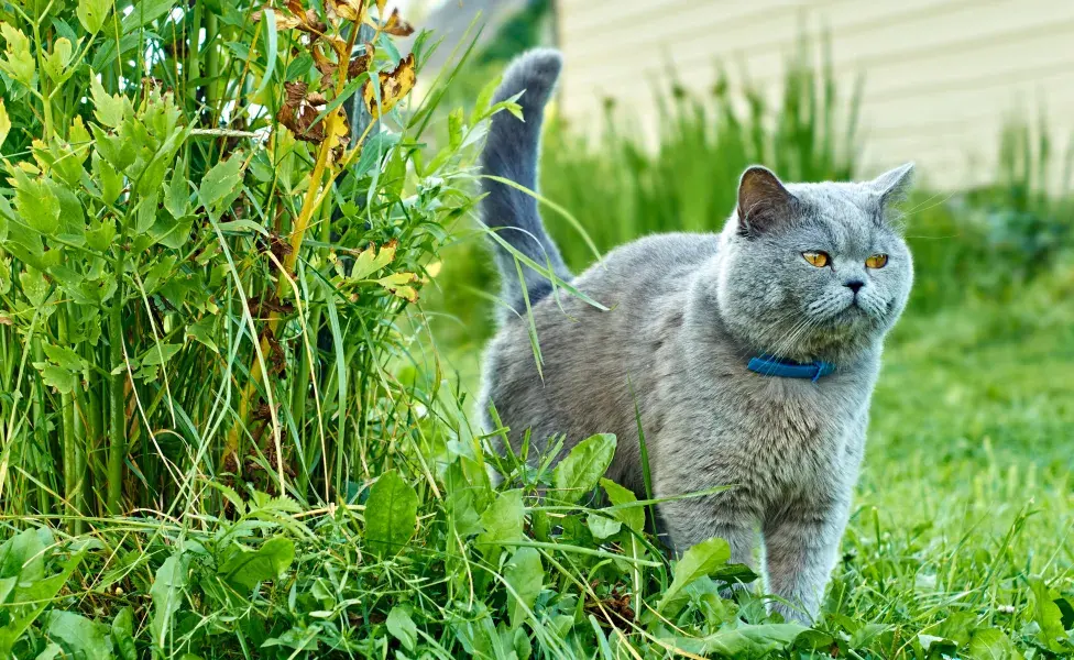 Disney asegura que los felinos estén bien alimentados y esterilizados