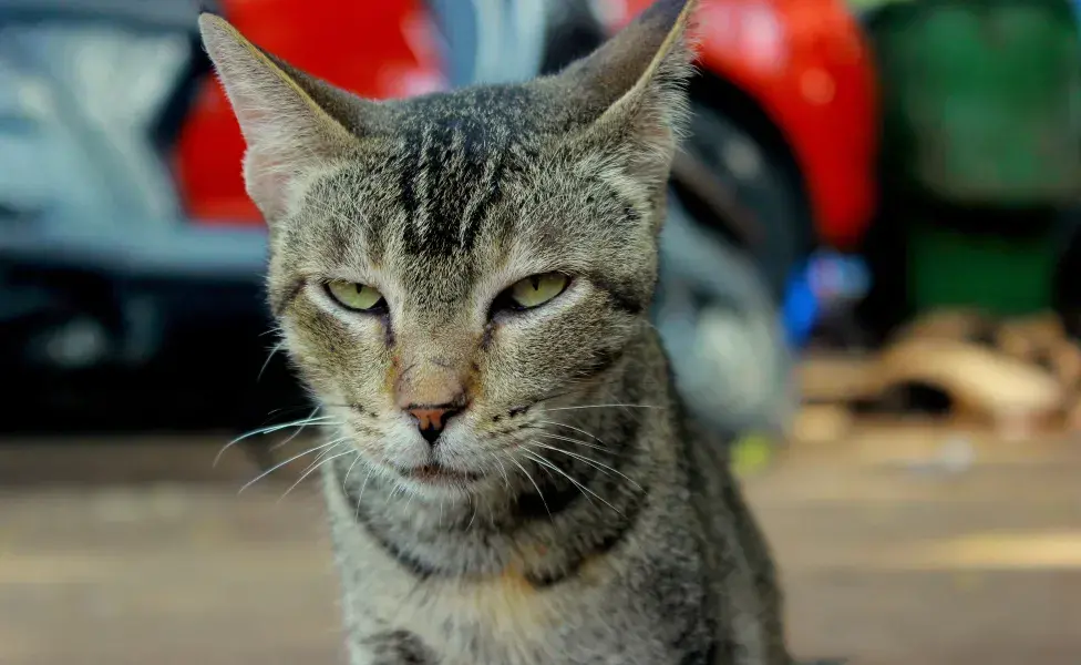 Los gatos aprecian la consistencia, así que evita cambios drásticos en sus horarios o entorno.