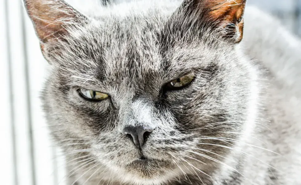 Si tu gato se arranca el pelo, lo primero es consultar al veterinario para descartar causas médicas.