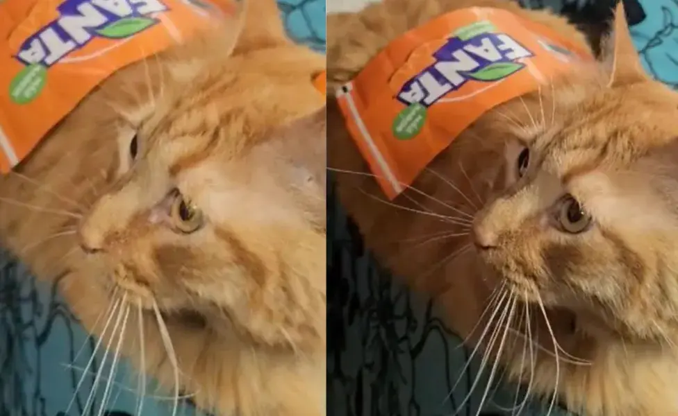 Disfraz fácil para gato en Halloween.