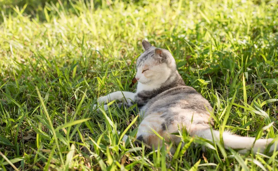 El gato del pajonal se ha convertido en un símbolo de la riqueza natural del país.