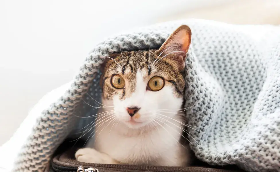 Lo preocupante de la gripe felina es que el gato se puede convertir en portador de por vida.