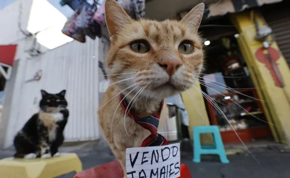 Si vives en Toluca o pasas por ahí, date una vuelta por la avenida Ignacio López Rayón