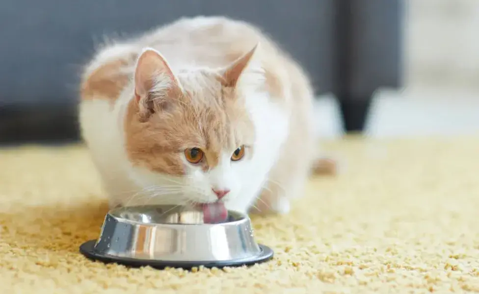 Los gatitos jóvenes beben la leche de su madre hasta que son destetados