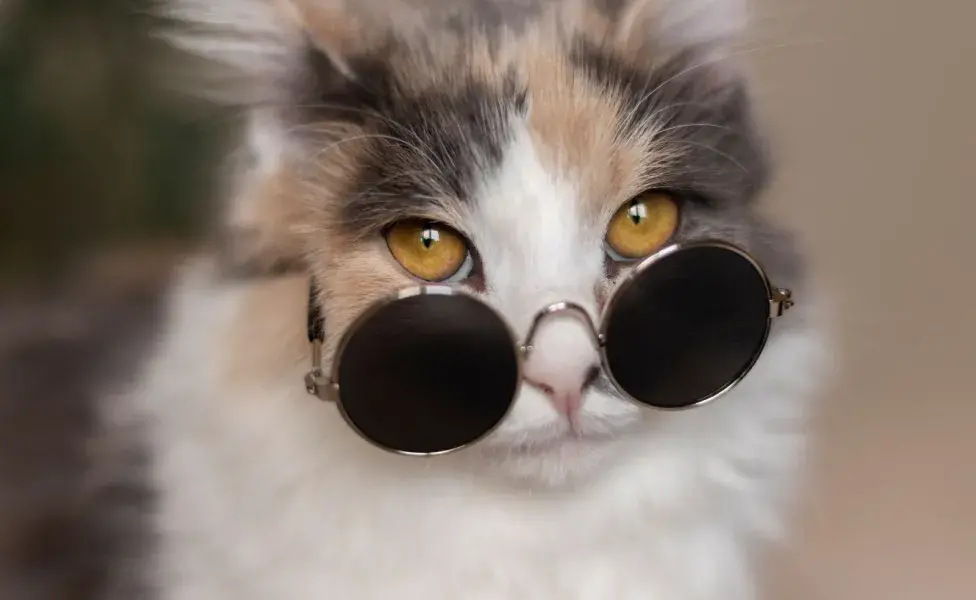 Recuerda que el nombre de tu mascota debe ir con su personalidad.
